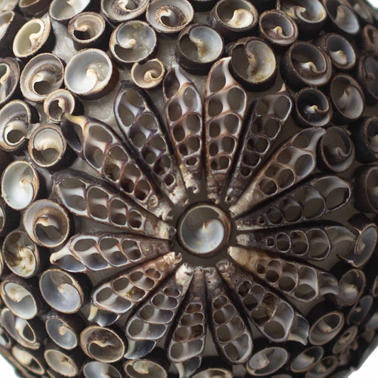 Ebony Pearl Twist Lamp – Dark Chocolate Seashell Glow (20cm)