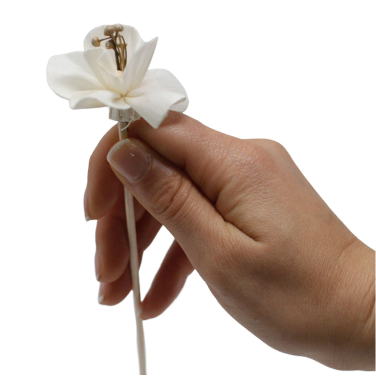 Natural Diffuser Flowers – Lily on Reed