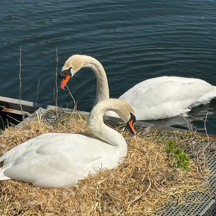 The Swan Observer Collection