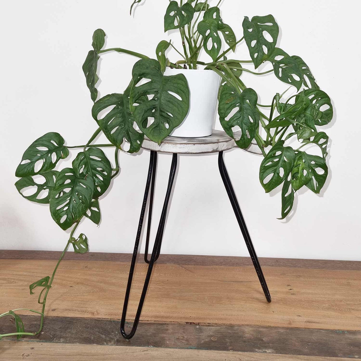 Fish Stand – Whitewash