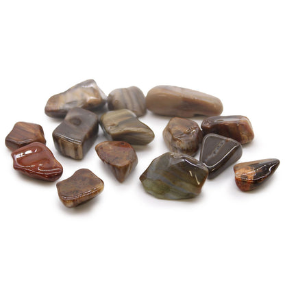 M Tumble Stone - Petrified Wood | Auro & Co