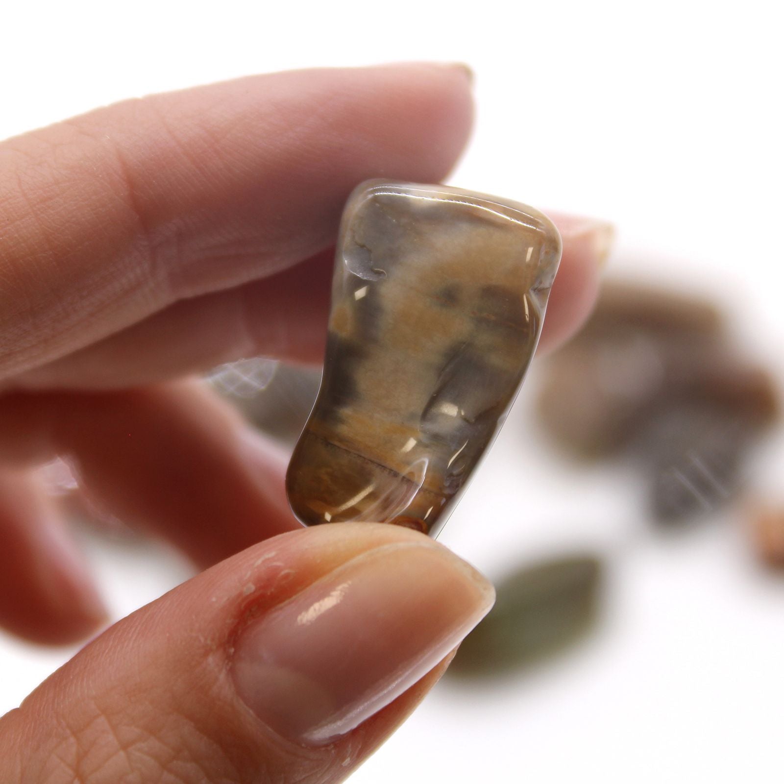 M Tumble Stone - Petrified Wood – detail view