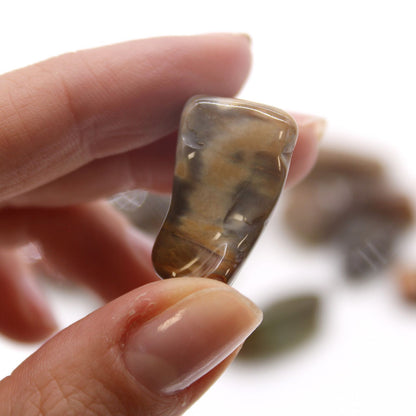 M Tumble Stone - Petrified Wood – detail view