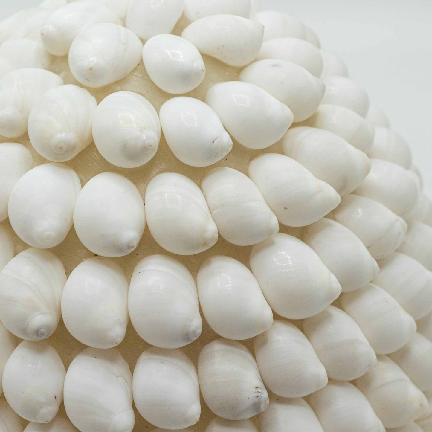 GlowShell Aura Lamp – Handcrafted Buting Oval (15cm)